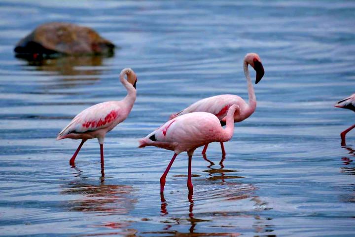 Flamingos wading in a Tanzanian lake